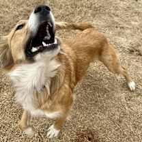 Thumbnail photo of Rey #2