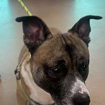 Thumbnail photo of Duke #2