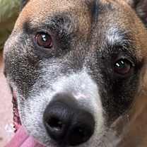 Thumbnail photo of Duke #3