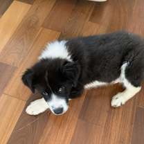 Thumbnail photo of Marvin #2