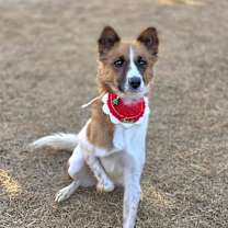 Thumbnail photo of Riel #2