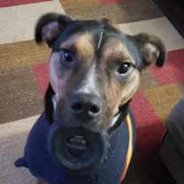 Thumbnail photo of Rocky #3