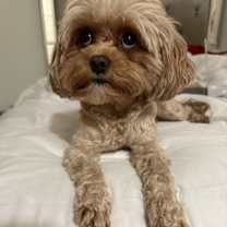 Thumbnail photo of Bailey #1