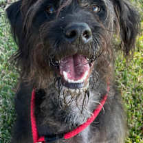 Thumbnail photo of Xander #1