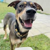 Thumbnail photo of ASKEW #3