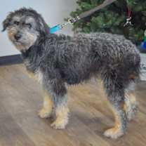 Thumbnail photo of Benji #2