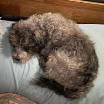 Thumbnail photo of EDWARD #4