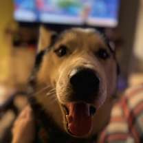 Thumbnail photo of Zeus #2