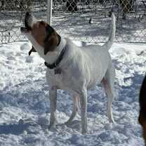 Thumbnail photo of Fred #4