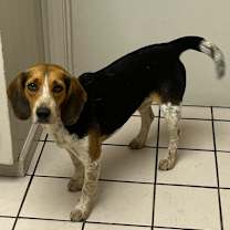 Thumbnail photo of Snapple #2