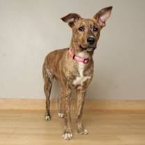 Thumbnail photo of Denver Rose D67089 #1