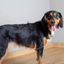 Thumbnail photo of Millie D67526 #1