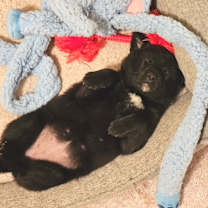 Thumbnail photo of Lucy D67502 #2