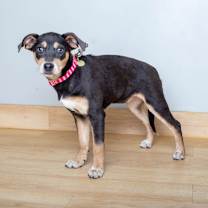 Thumbnail photo of Taffy D67507 #3