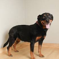 Thumbnail photo of Trina D67548 #2