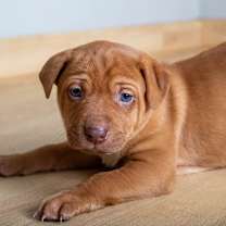 Thumbnail photo of Toffee D67603 #1