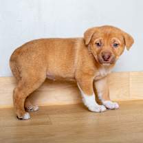 Thumbnail photo of Brownie D67605 #1