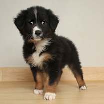 Thumbnail photo of Misty D67631 #1