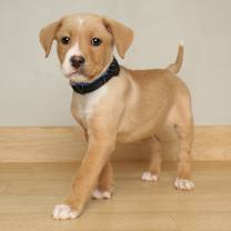 Thumbnail photo of Mellow Yellow D67627 #2