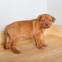 Thumbnail photo of Toffee D67603 #4