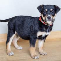 Thumbnail photo of Bubbly D67610 #3