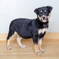 Thumbnail photo of Bubbly D67610 #4