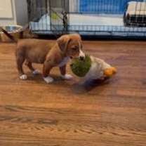 Thumbnail photo of Dasher D67643 #4