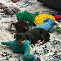 Thumbnail photo of Prancer D67642 #4