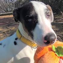 Thumbnail photo of Marv #1