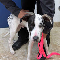 Thumbnail photo of Marv #2