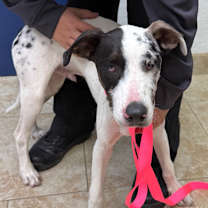 Thumbnail photo of Marv #3