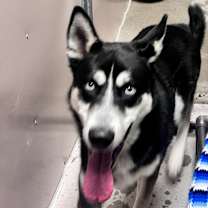 Thumbnail photo of Max #2