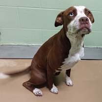 Thumbnail photo of TXAC-Stray-19546 #2