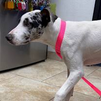 Thumbnail photo of Marv #4