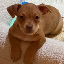 Thumbnail photo of Merry #1