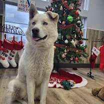 Thumbnail photo of Oso #1