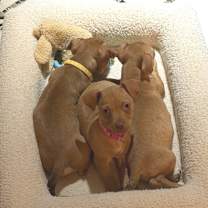 Thumbnail photo of Merry #4