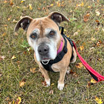 Thumbnail photo of Rose #2