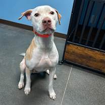 Thumbnail photo of Whiskey #3