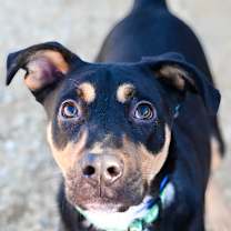 Thumbnail photo of Buddy #1