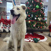 Thumbnail photo of Oso #4