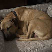 Thumbnail photo of Chester #3