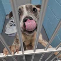 Thumbnail photo of Single Core Processor #1