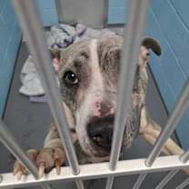 Thumbnail photo of Single Core Processor #2