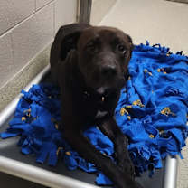 Thumbnail photo of Shira #2