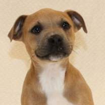 Thumbnail photo of Cocoa #1