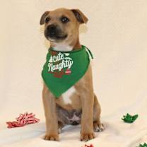 Thumbnail photo of Cocoa #2