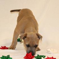 Thumbnail photo of Cocoa #4