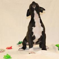 Thumbnail photo of Jingle #2