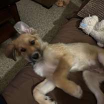 Thumbnail photo of Ronnie #3